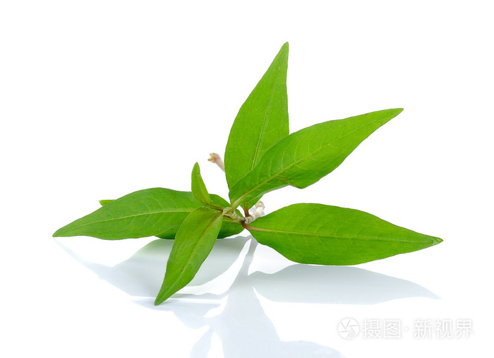 热薄荷孤立在白色背景上的越南薄荷