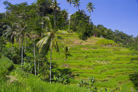 Tegalalang 水稻梯田。巴厘岛