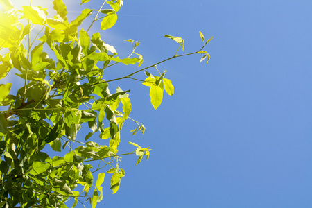 蓝蓝的天空背景上的绿色的树叶