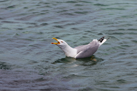 海鸥在海水里尖叫