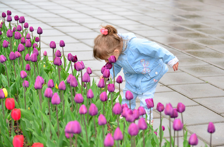 小女孩与郁金香花坛附近