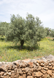 老橄榄树和花