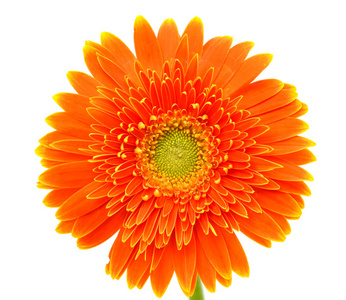 橙色非洲菊花卉