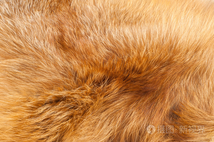 纹理红狐狸皮毛