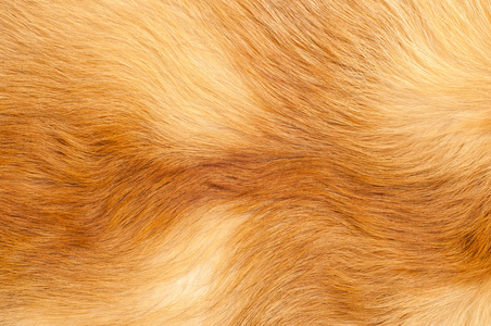 纹理红色狐狸皮毛。 红狐毛质地布抽象毛锈质地平原表面粗糙毛毡背景在水平方向无人。