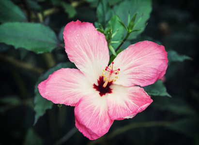 美丽的芙蓉花