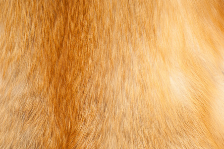 纹理红色狐狸皮毛。 红狐毛质地布抽象毛锈质地平原表面粗糙毛毡背景在水平方向无人。