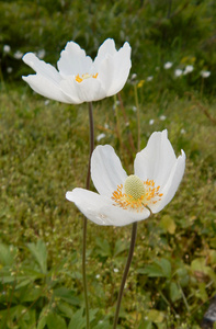 花园里的两个白花