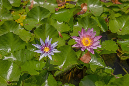 水中百合鲜花