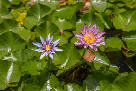 水中百合鲜花