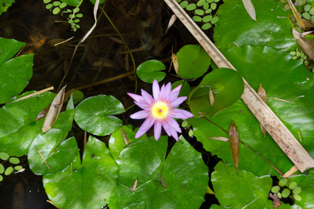 水中百合鲜花