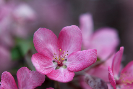 苹果树开花