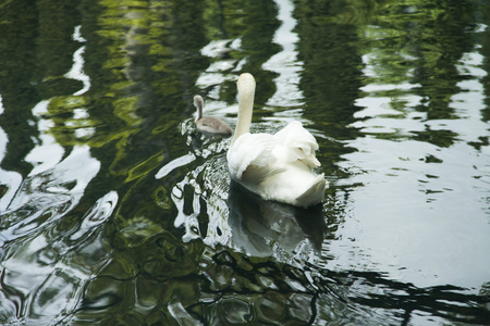 在一个池塘中的天鹅
