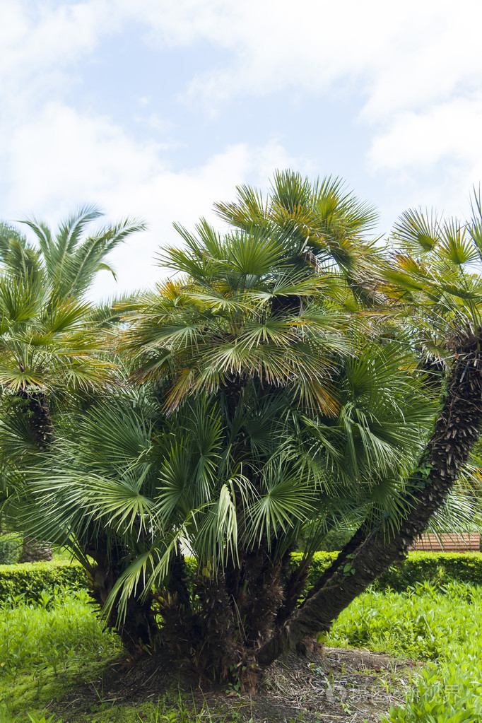 px发票合同问题/树木热带景观树植物棕榈树花园查看作者其他作品查看