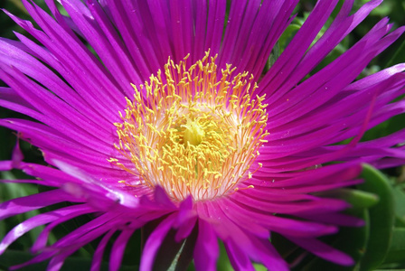 carpobrotus 蓝靛果