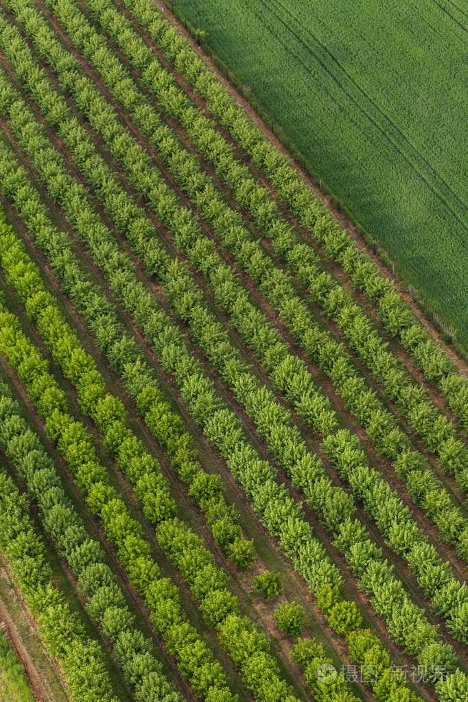 果园里树的鸟瞰图