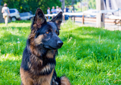 德国牧羊犬黑色和棕色