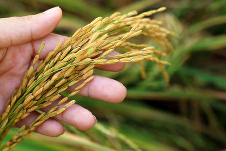 水稻穗图片