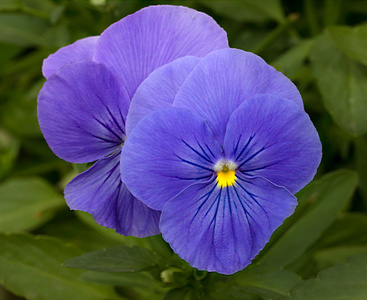 紫三色堇宏花