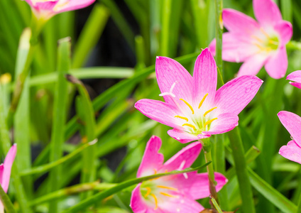 花园里的花仙子莉莉