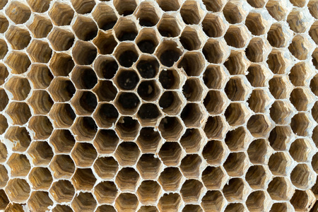 黄蜂巢纹理背景