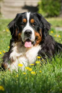 恩山犬躺在草地上