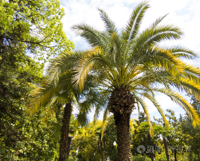 在公园里的棕榈树