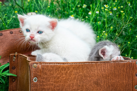 小猫玩旧手提箱里