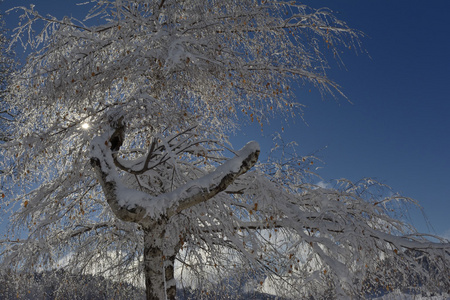 树与雪背光