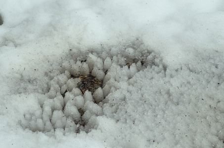 雪场上冬花边的背景图片