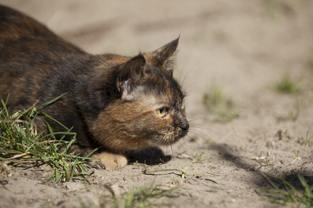 猫狩猎躲在草在户外