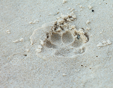 动物脚印在沙滩