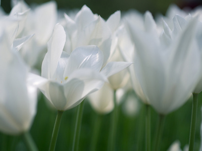 美丽的白色郁金香花