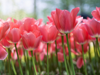 美丽的粉红色郁金香花