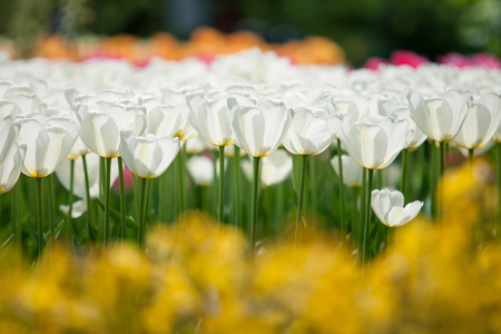 花园里的美丽的白色郁金香花