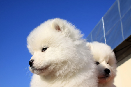 可爱萌宠萨摩耶图片