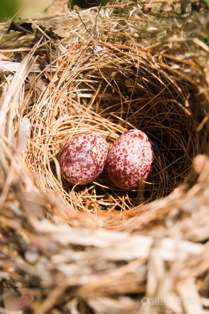 在窝里的鸟蛋