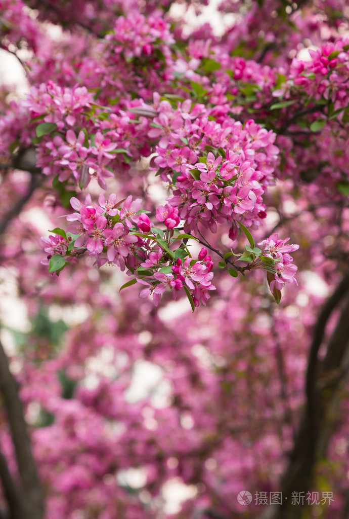 海棠花开在春天