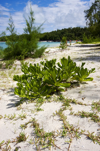 ile 杜芬岛