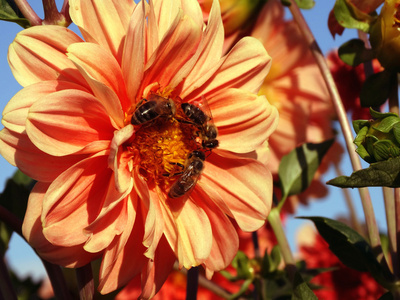 三只蜜蜂在一朵花