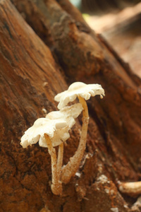 白蘑菇自然发生的
