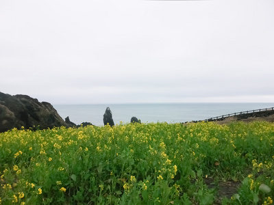 黄色的花朵