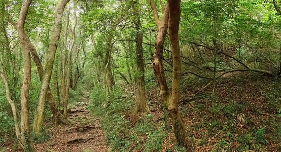 茂密的绿色森林与崎岖的小径