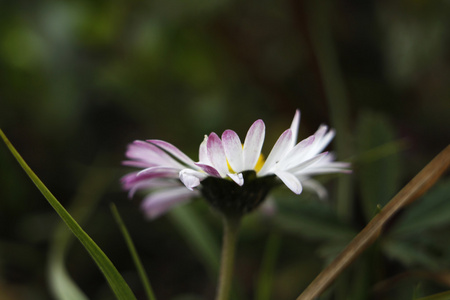 雏菊花瓣