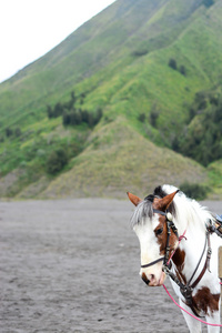 马在溴腾格里莫国家公园图片