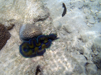 巨蚌 砗牡蛎 在热带珊瑚礁