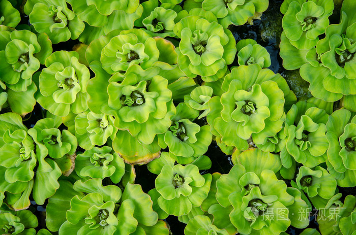 在水面上的水白菜的模式