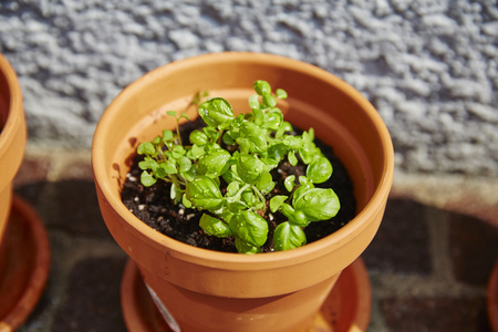 在花盆里种植在花园里的新鲜牧草