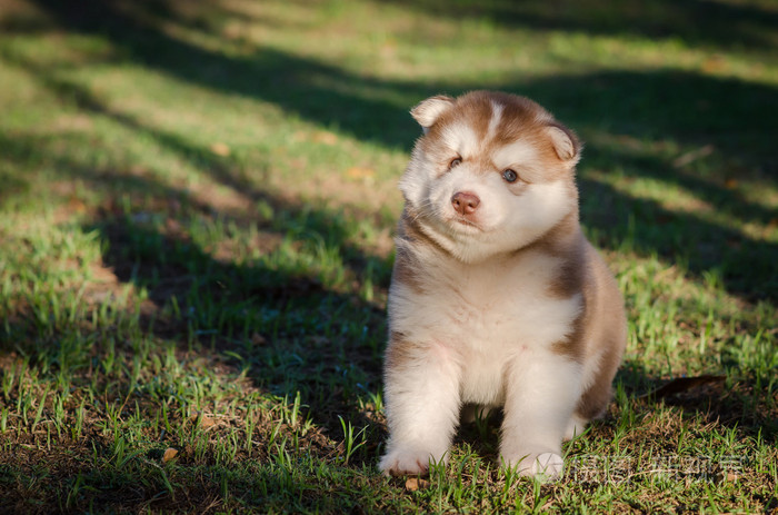 可爱小哈士奇狗坐