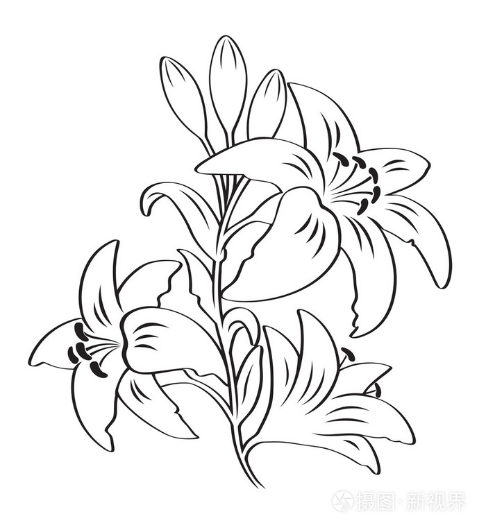 百合花的剪影